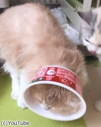 エリザベスカラーの代わりにカップ麺をつけた猫が快適そう 作り方も紹介 グットピ